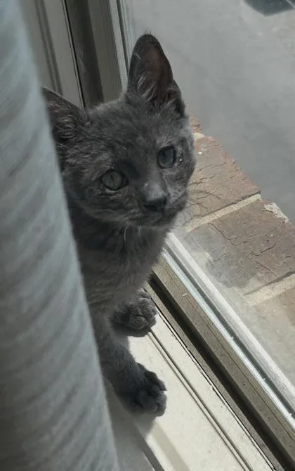 A baby small-sized female Domestic Short Hair cat named Sterling for adoption in New Orleans, LA