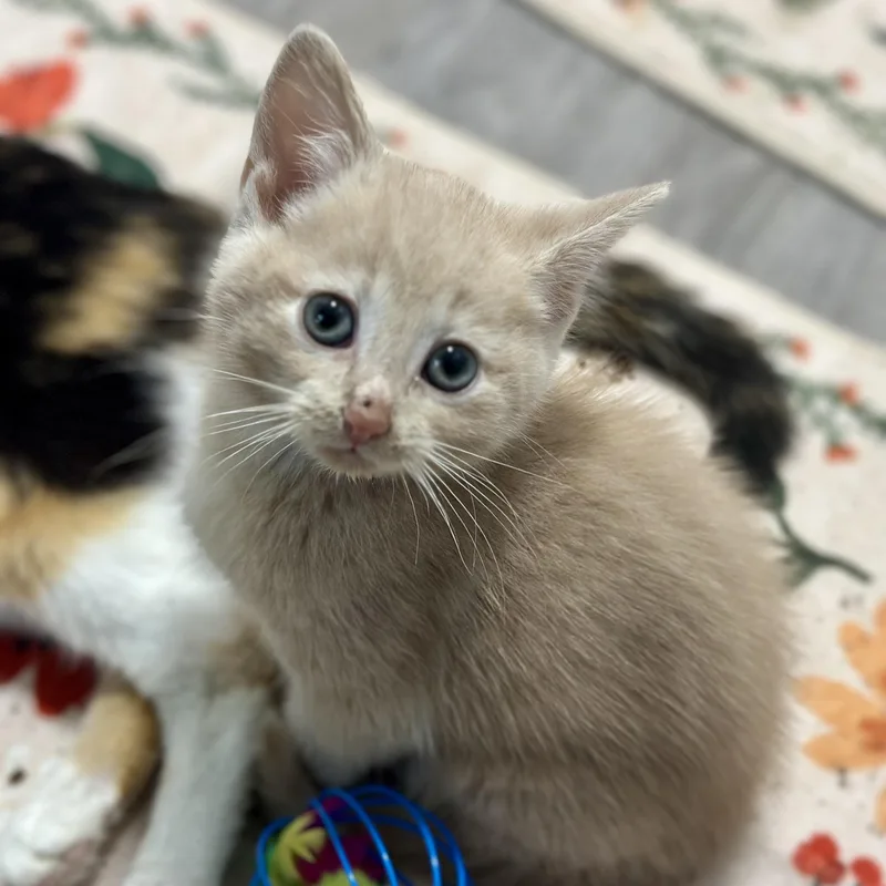 A baby medium-sized male Buff / Tan / Fawn Domestic Short Hair cat named Dobby for adoption in Pontiac, MI