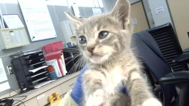 A baby medium-sized female Domestic Medium Hair cat named Petunia for adoption in Dallas, TX
