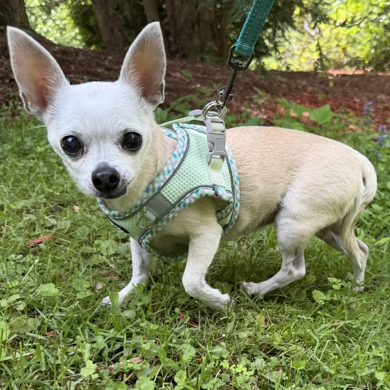Bella