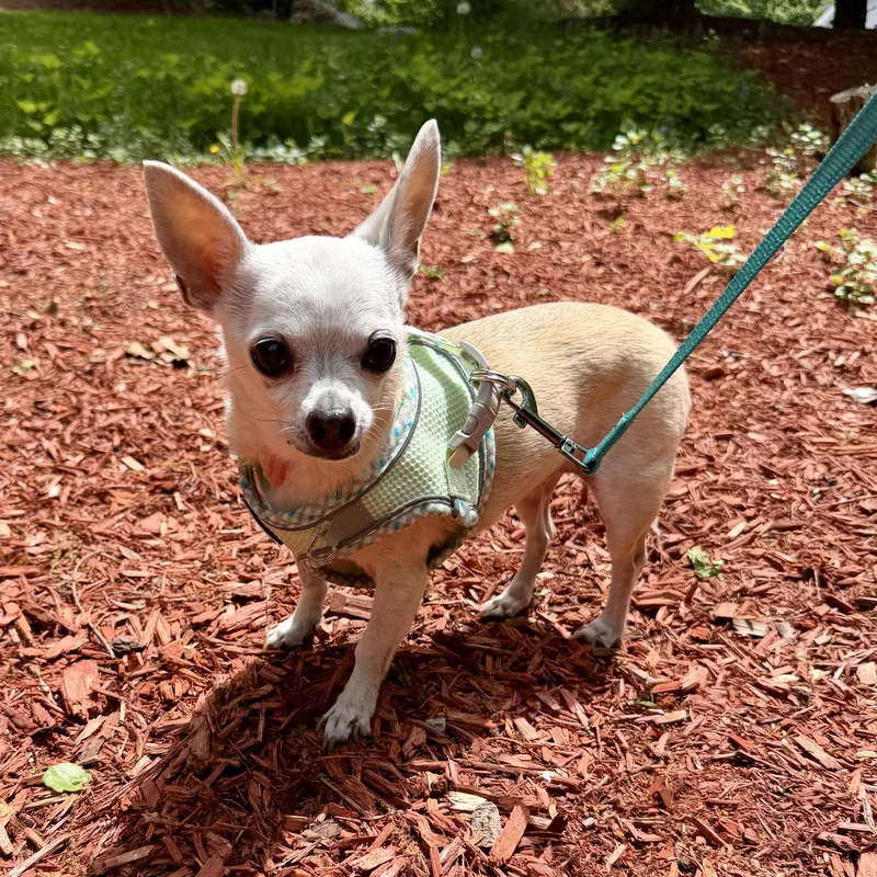 Bella thumbnail 3