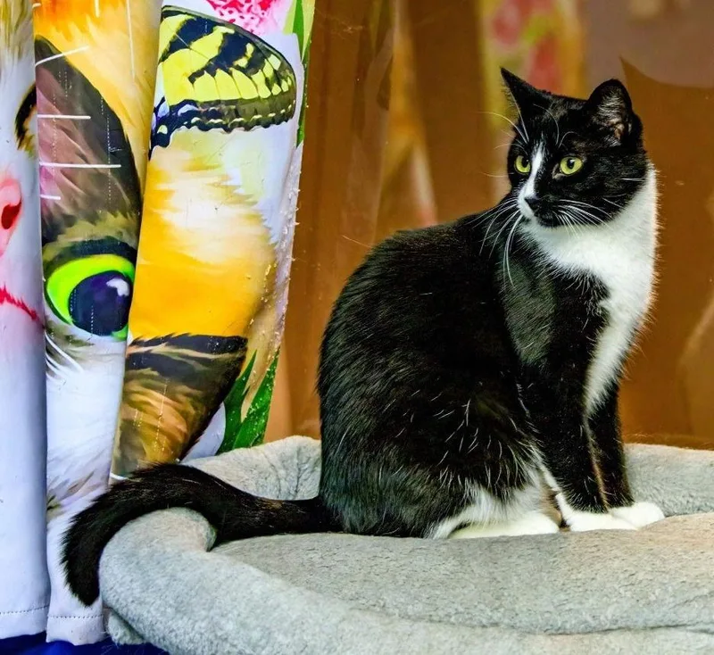 An adult medium-sized male Black & White / Tuxedo Domestic Short Hair cat named Benjamin Button for adoption in Rochester, NY