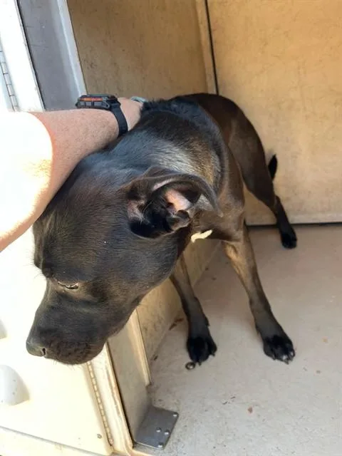 A young large-sized male Pit Bull Terrier dog named A for adoption in Oklahoma City, OK