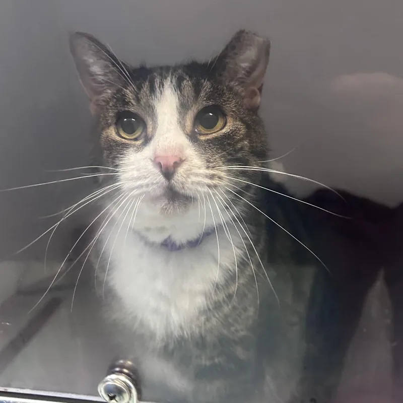 A senior large-sized male Gray / Blue / Silver Domestic Short Hair cat named Palvo for adoption in Philadelphia, PA