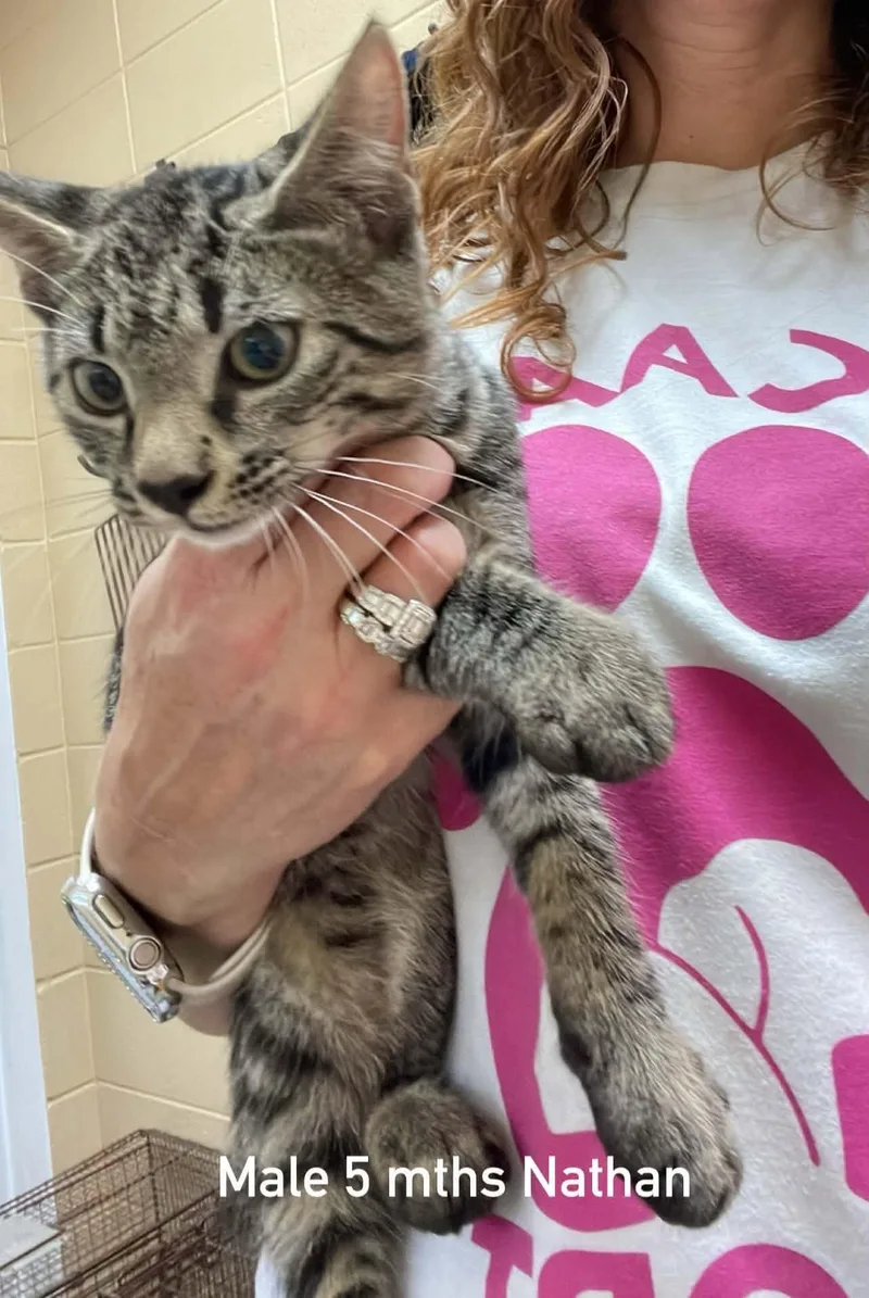A young medium-sized male Tabby (Buff / Tan / Fawn) Domestic Short Hair cat named Nathan for adoption in Fort Payne, AL