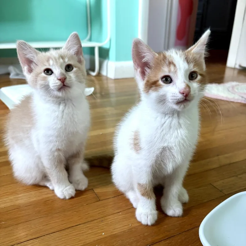 A baby small-sized male White Domestic Short Hair cat named Buzz for adoption in Lexington, KY