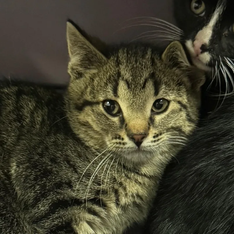 A baby small-sized male Brown / Chocolate Domestic Short Hair cat named Will Schuester for adoption in West Olive, MI