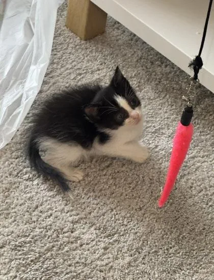 A baby small-sized male Domestic Short Hair cat named Minie for adoption in Atlanta, GA
