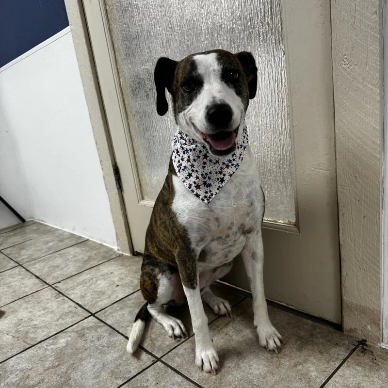 A senior medium-sized female Brindle Boxer dog named Peppi for adoption in Casa Grande, AZ