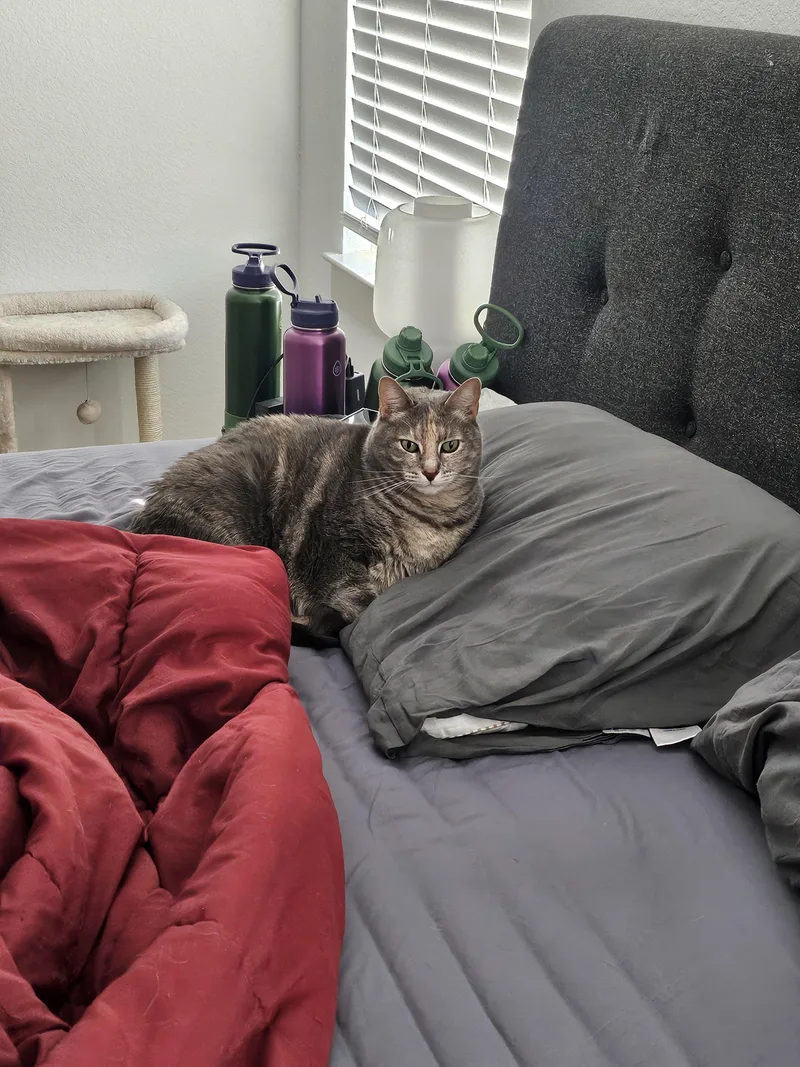 An adult large-sized female Tabby (Gray / Blue / Silver) Domestic Short Hair cat named Mimi for adoption in Houston, TX