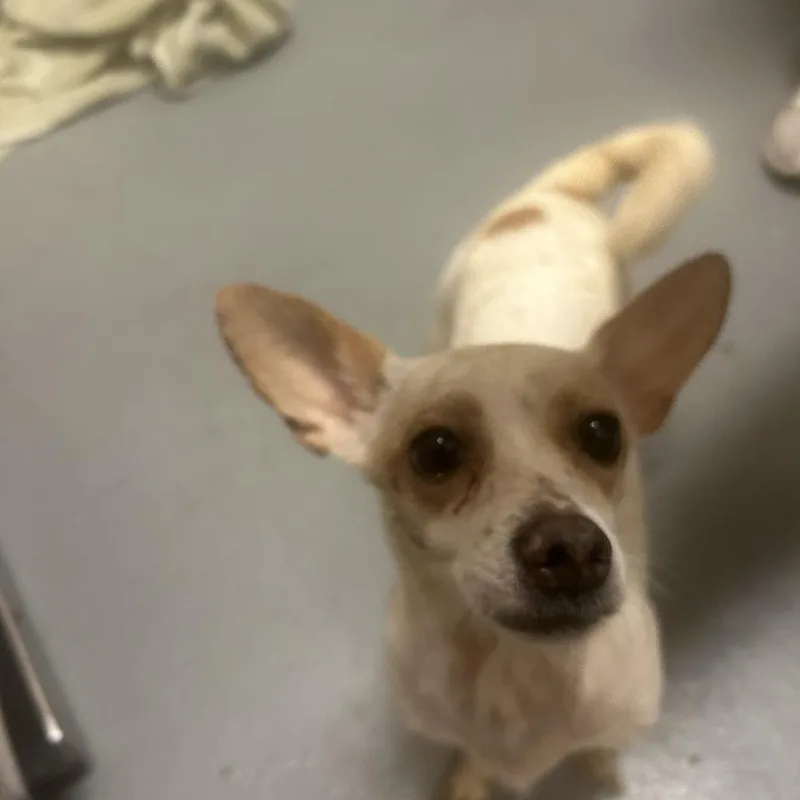 A young small-sized female Red / Chestnut / Orange Chihuahua dog named Fern for adoption in Tacoma, WA