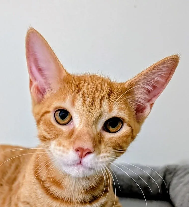 A baby medium-sized male Domestic Short Hair cat named Chutney for adoption in Youngsville, NC