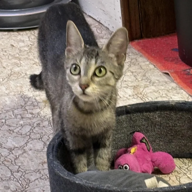 An adult medium-sized female Tabby (Buff / Tan / Fawn) Domestic Short Hair cat named Farah for adoption in Garden City, MI