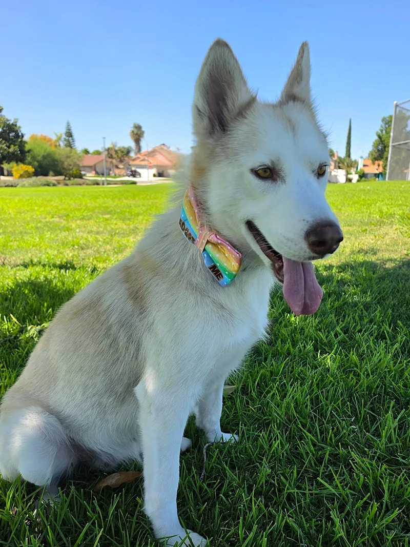 A young large-sized female Siberian Husky dog named Honey for adoption in Studio City, CA