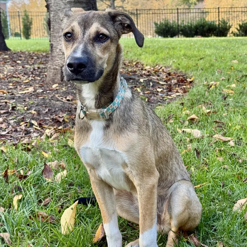 A young medium-sized male Apricot / Beige Mountain Cur dog named Ozzy for adoption in Rockville, MD