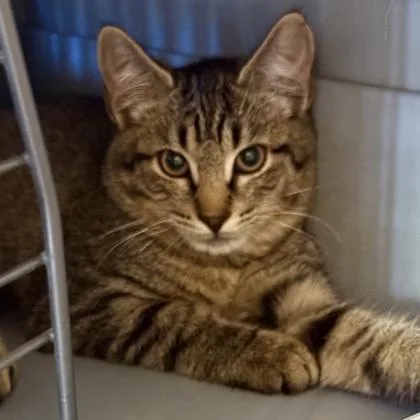 A young medium-sized male Brown / Chocolate Domestic Short Hair cat named Baby Cakes for adoption in Lansing, MI