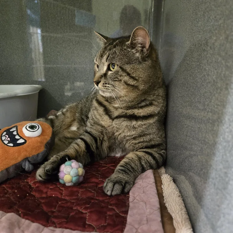 An adult medium-sized male Tabby (Brown / Chocolate) Domestic Short Hair cat named Nibbles for adoption in Paris, ME