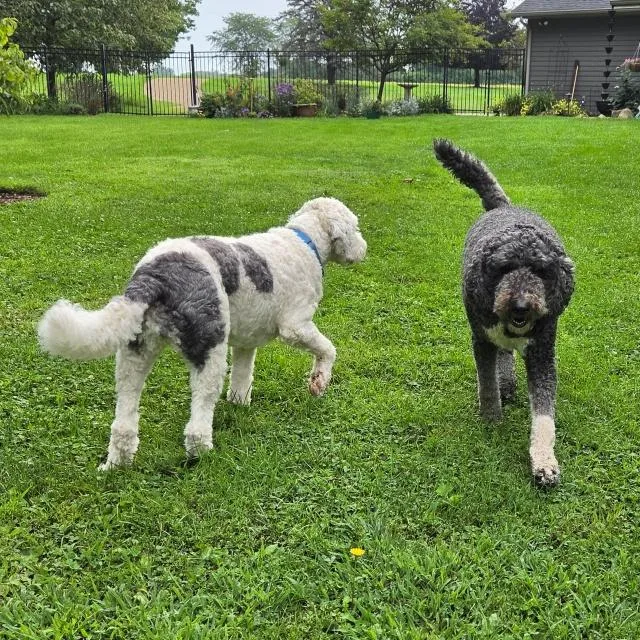 An adult large-sized female Black Sheepadoodle dog named Millie and Hamm for adoption in Minnetonka, MN