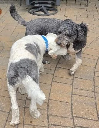 Millie  and Hamm thumbnail 3