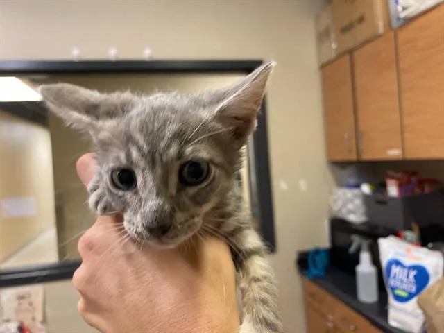 A baby small-sized male Domestic Short Hair cat named Simba for adoption in Modesto, CA