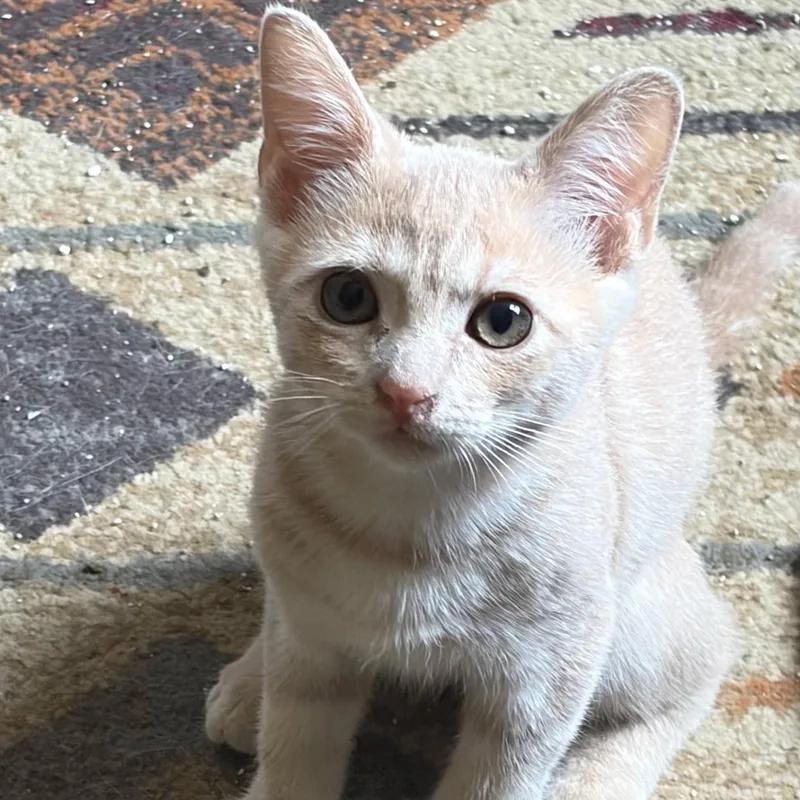 A baby small-sized male Buff / Tan / Fawn Domestic Short Hair cat named Frisco for adoption in Richmond, VA