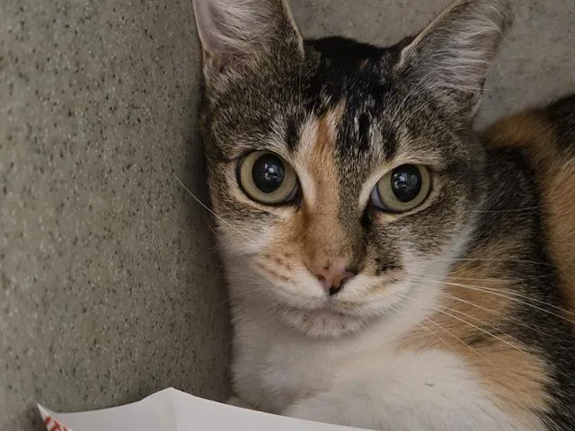 A young medium-sized female Domestic Short Hair cat named Barker for adoption in Kent, WA