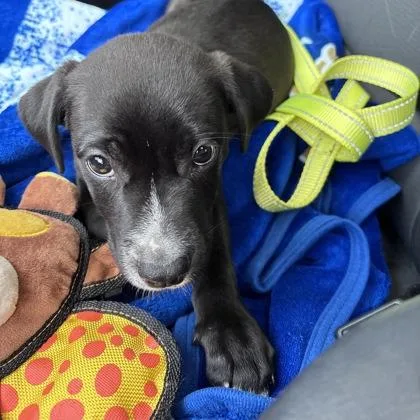 A baby small-sized male Mixed Breed dog named Panther for adoption in Merriam, KS