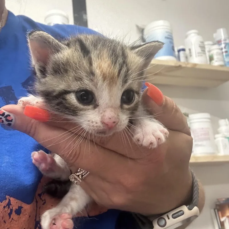 Starfire thumbnail 2