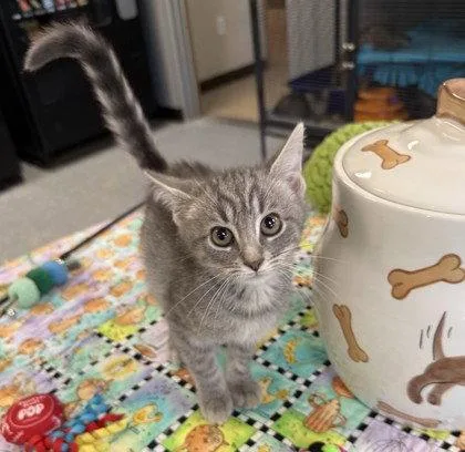 A young small-sized male Domestic Short Hair cat named Ludwig for adoption in Midland, VA
