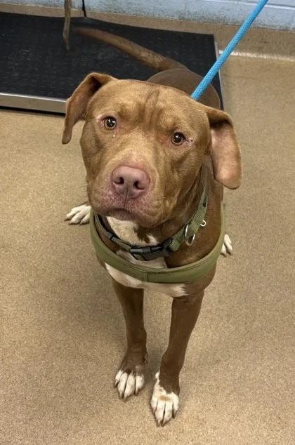 An adult large-sized male Mixed Breed dog named Retro for adoption in Chamblee, GA