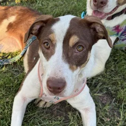 An adult small-sized female Brown / Chocolate Mixed Breed dog named Maple for adoption in Coralville, IA