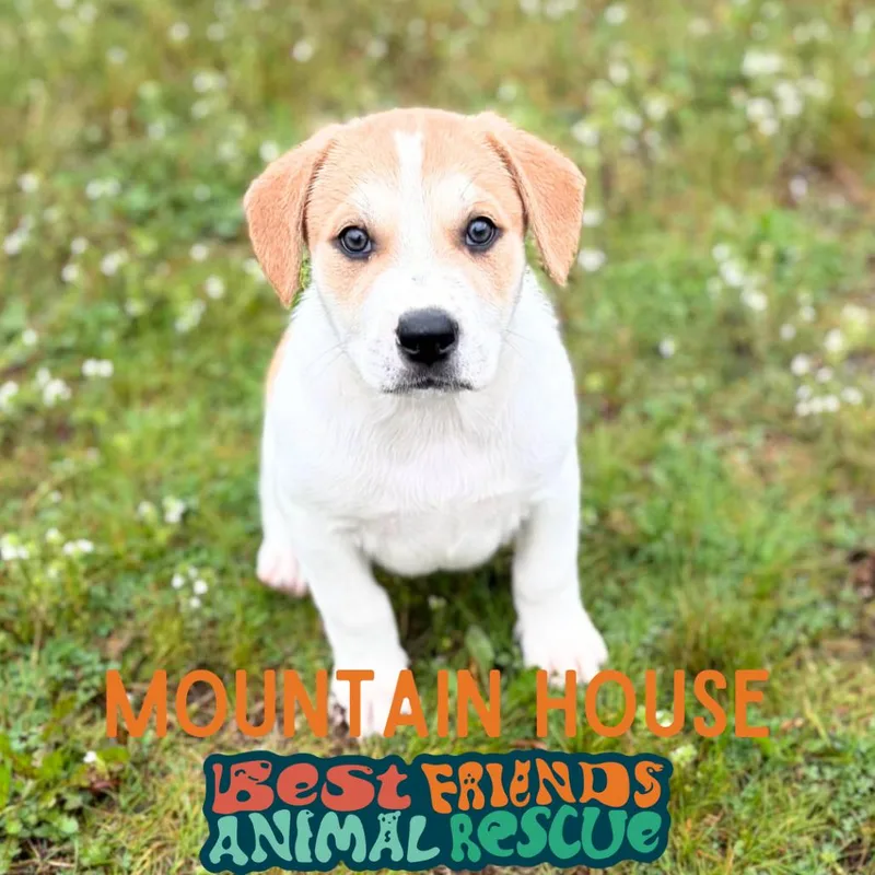 A baby medium-sized male Border Collie dog named Mountain House for adoption in Wasilla, AK