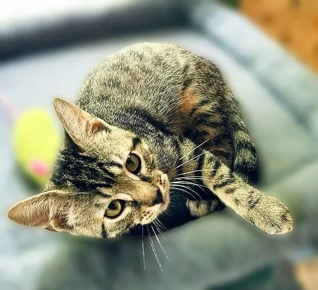 A baby medium-sized male Brown / Chocolate Tabby cat named Remi an absolute for adoption in Lemoyne, PA