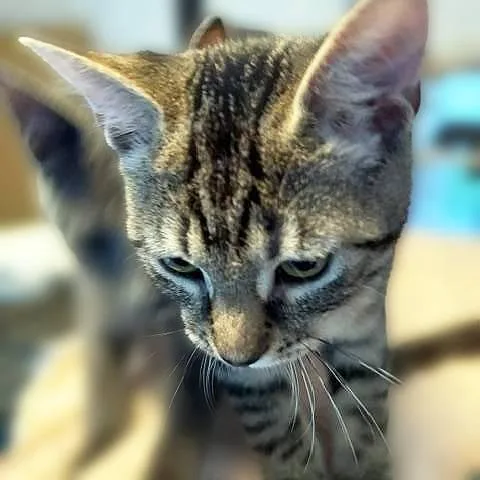 Remi  an absolute thumbnail 4