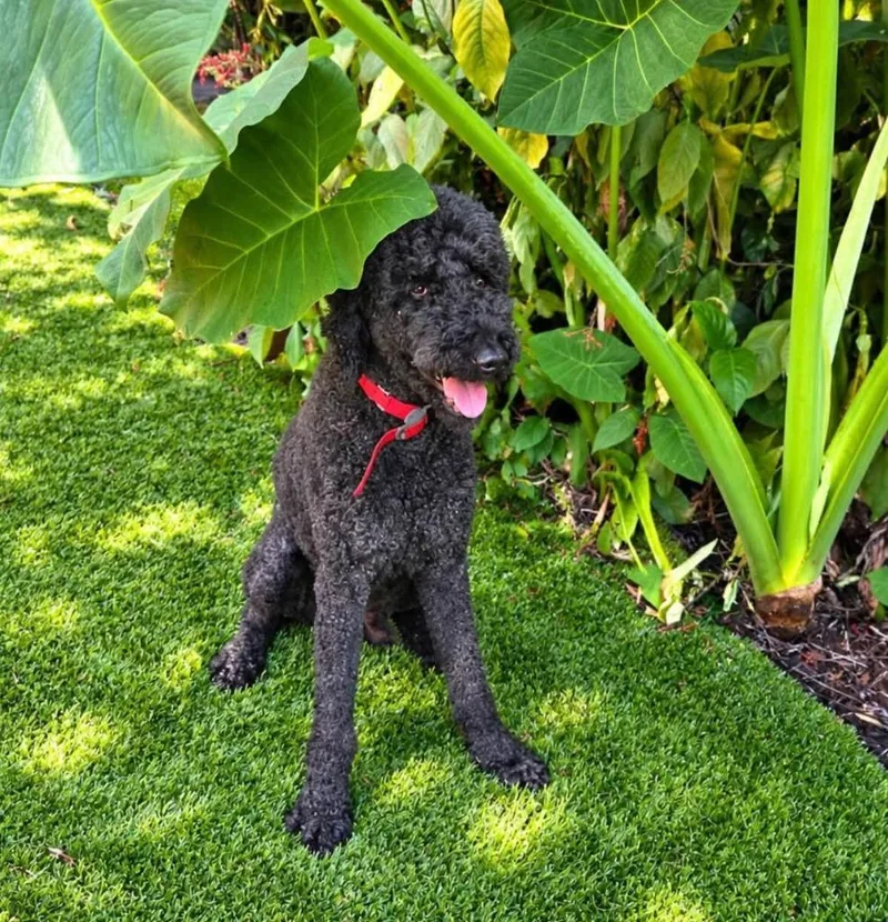 A senior large-sized male Poodle dog named Bentley for adoption in Palm City, FL