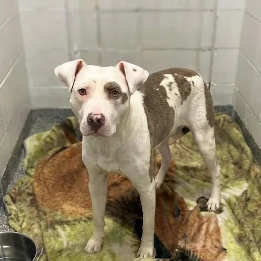 An adult large-sized male White / Cream Mixed Breed dog named Zinger for adoption in Jeffersonville, IN
