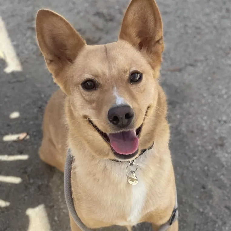 An adult medium-sized female Yellow / Tan / Blond / Fawn Cardigan Welsh Corgi dog named Goldie for adoption in Riverside, CA