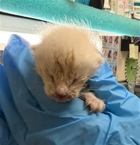 A baby small-sized male Domestic Short Hair cat named Jojo for adoption in Riverside, CA