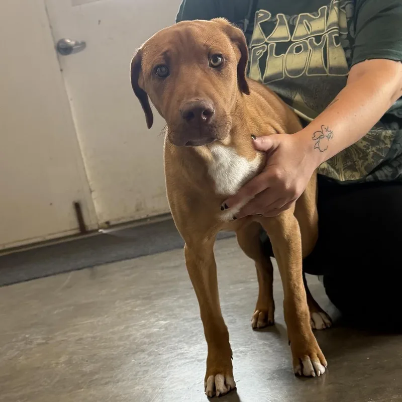 A baby small-sized male Yellow / Tan / Blond / Fawn Yellow Labrador Retriever dog named Chance for adoption in Brookfield, MO