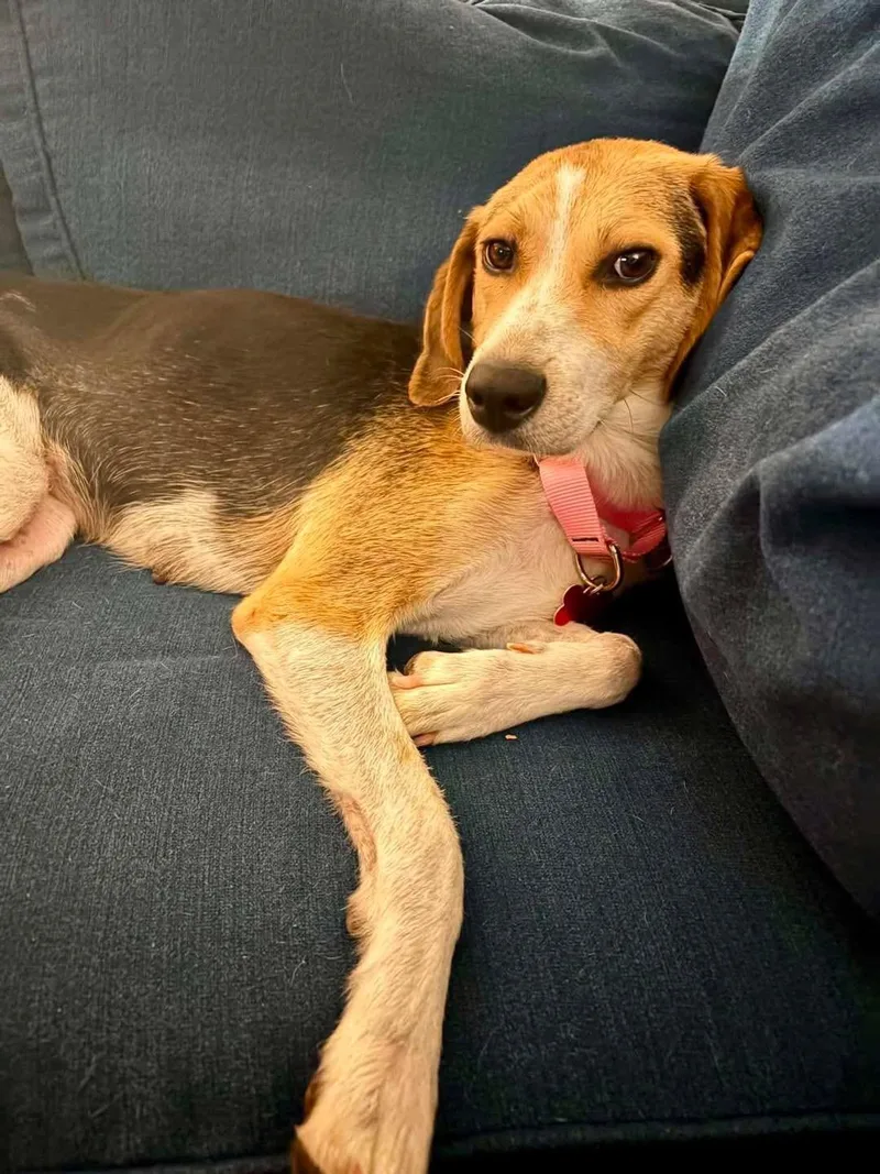 An adult medium-sized female Foxhound dog named Autumn for adoption in Succasunna, NJ