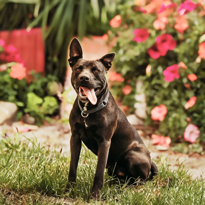 A young large-sized male Black Labrador Retriever dog named Luke  I'm all for adoption in Houston, TX