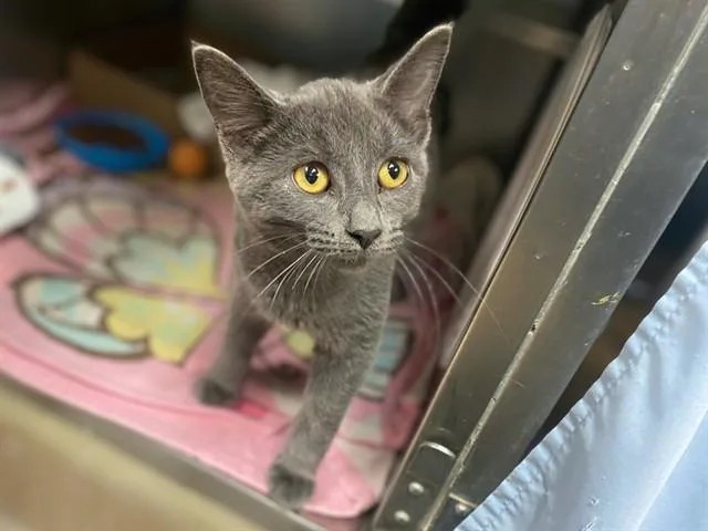 A baby small-sized male Domestic Short Hair cat named Sully for adoption in Fort Wayne, IN