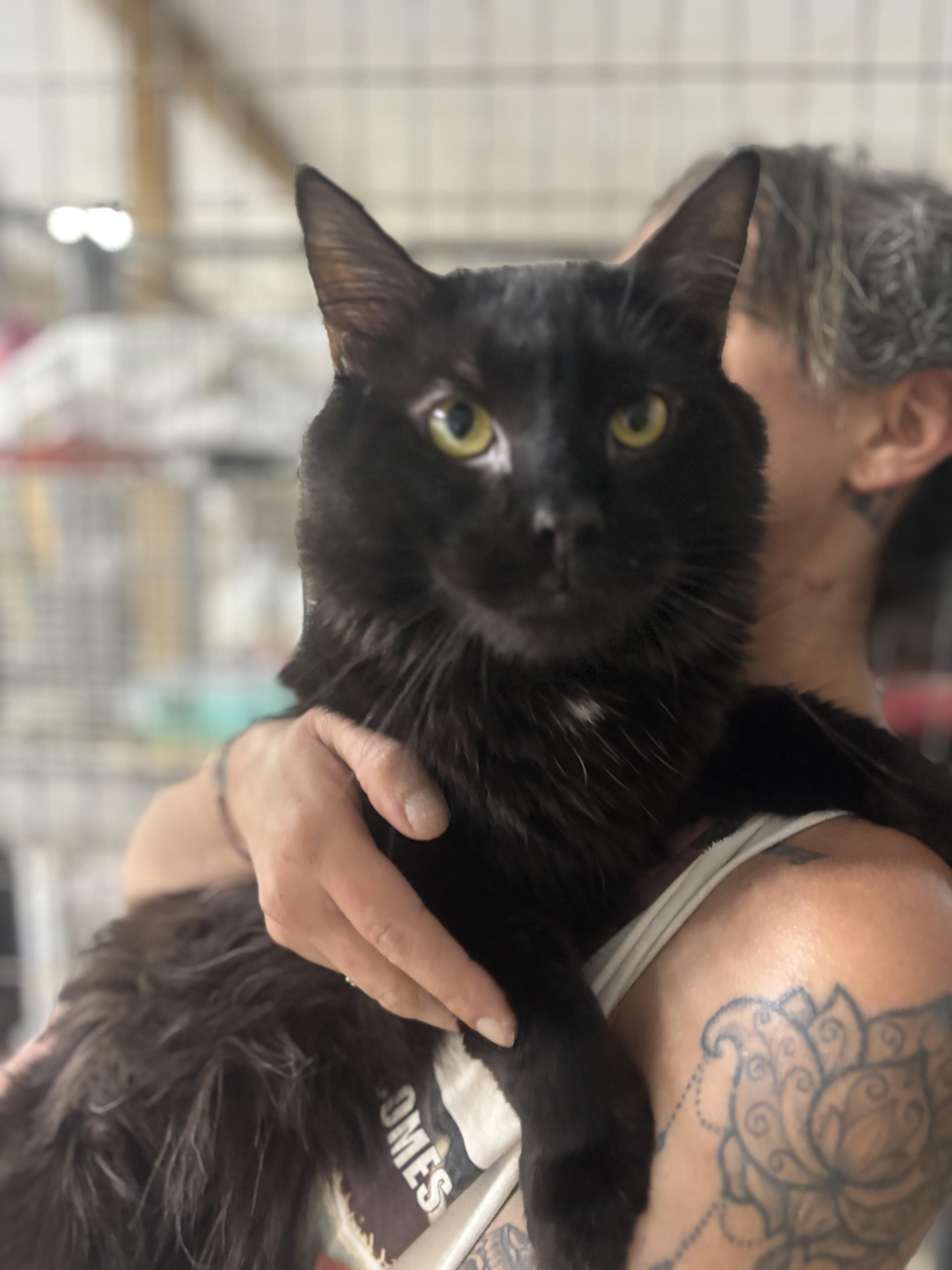 A young medium-sized male Black Domestic Medium Hair cat named Viggo for adoption in North Haven, CT