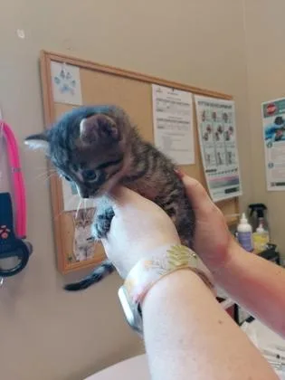 A baby small-sized male Domestic Short Hair cat named Scooby for adoption in Fishers, IN