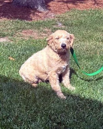 Mini Roxy