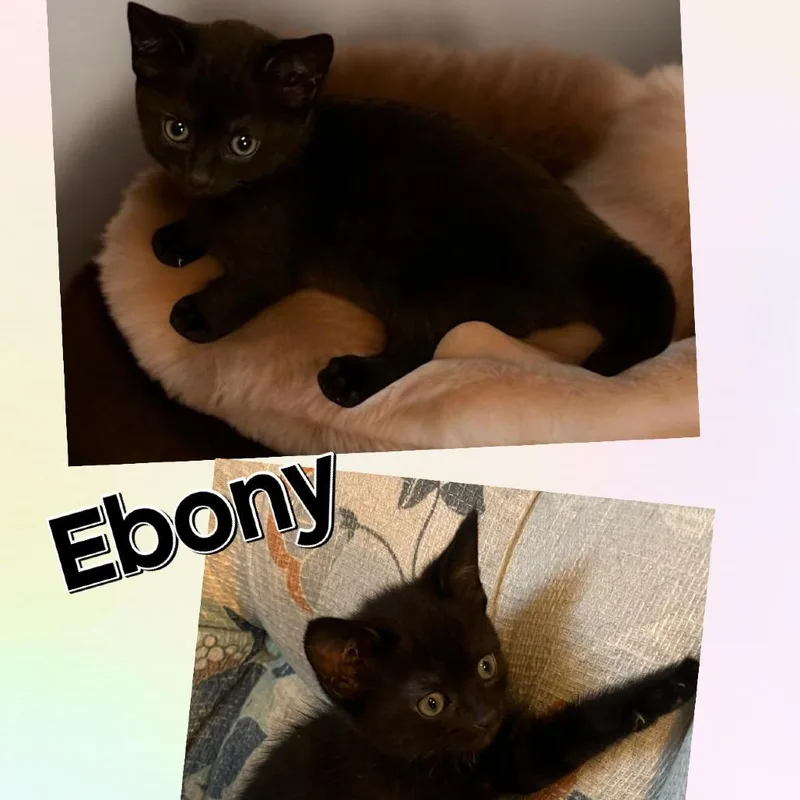 A baby small-sized female Black Domestic Short Hair cat named Ebony for adoption in Washington, PA