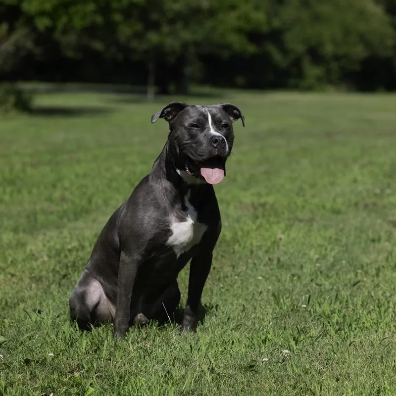 A young medium-sized male Gray / Blue / Silver American Staffordshire Terrier dog named Blue for adoption in Staten Island, NY