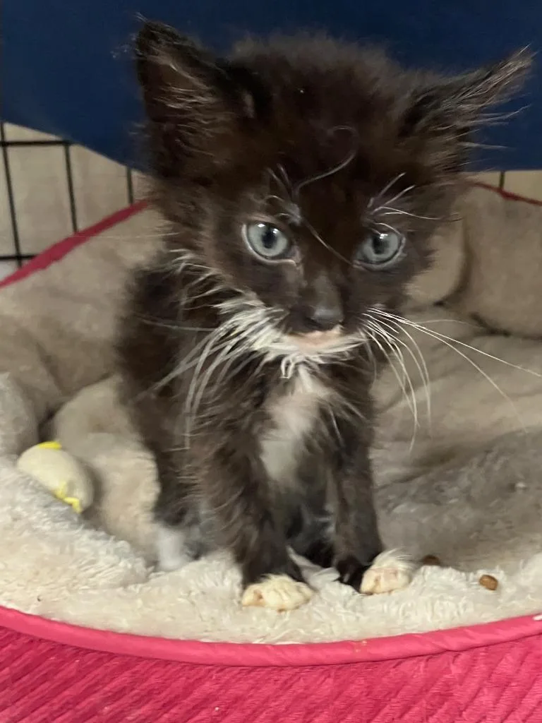 A baby small-sized male Domestic Short Hair cat named Ihop for adoption in Lunenburg, MA