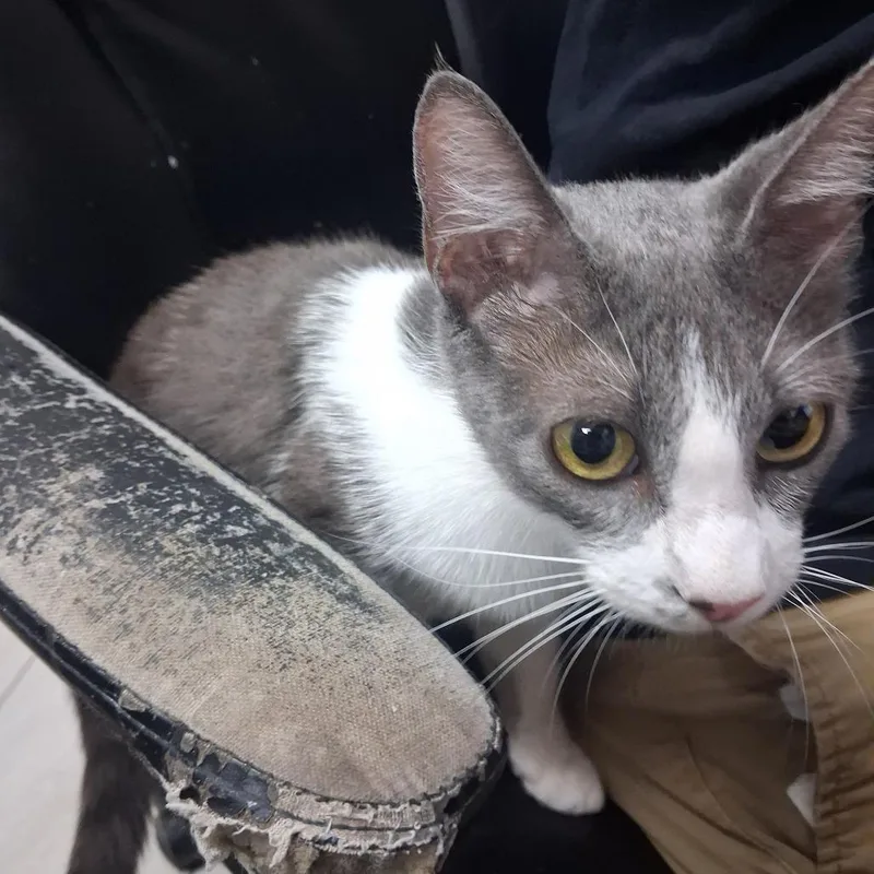 An adult medium-sized female Gray / Blue / Silver Domestic Short Hair cat named Emily for adoption in Austin, TX