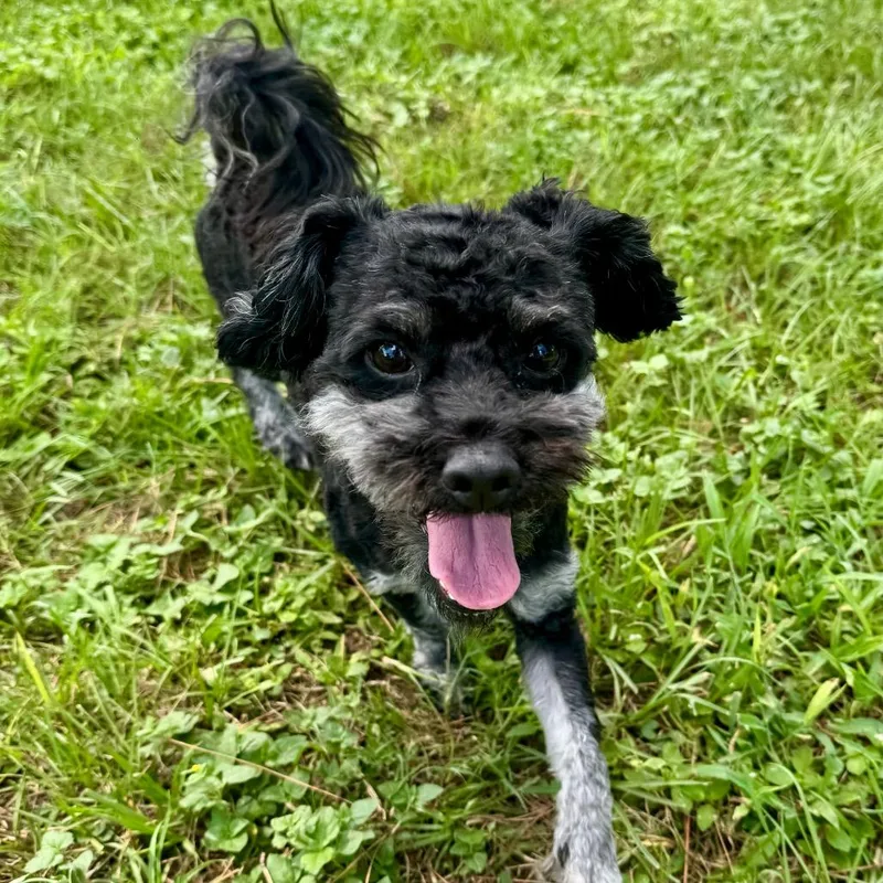 An adult small-sized male Shih Tzu dog named Snickerdoodle Roo for adoption in Houston, TX